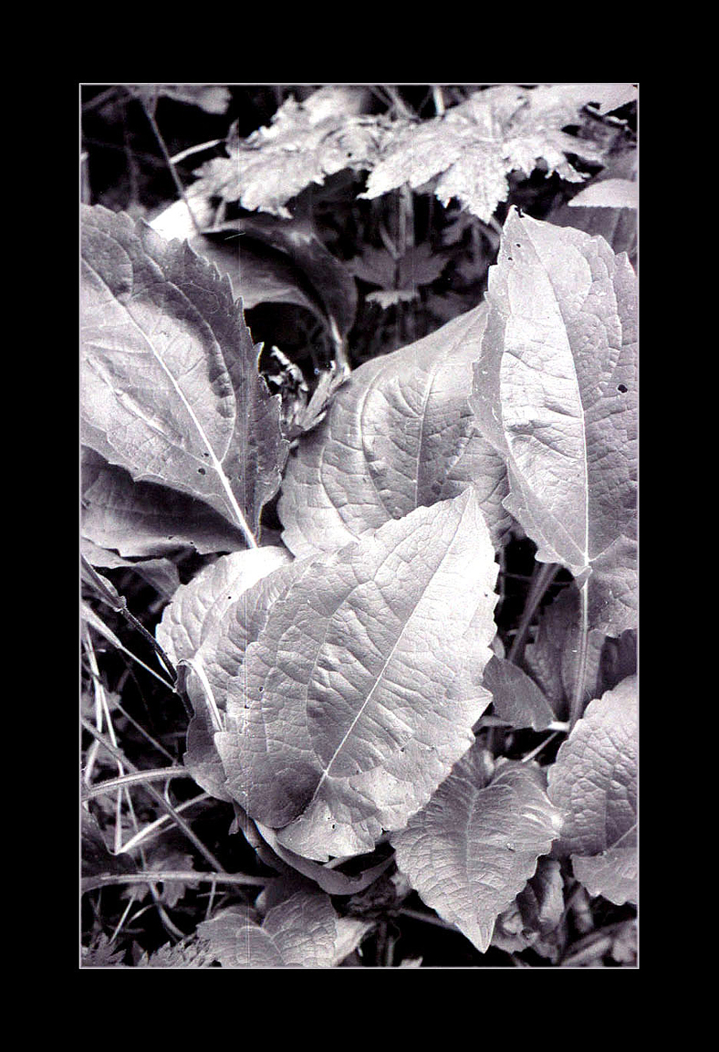 Leaves, Oregon Cascade Wilderness.  High Cascade Studios