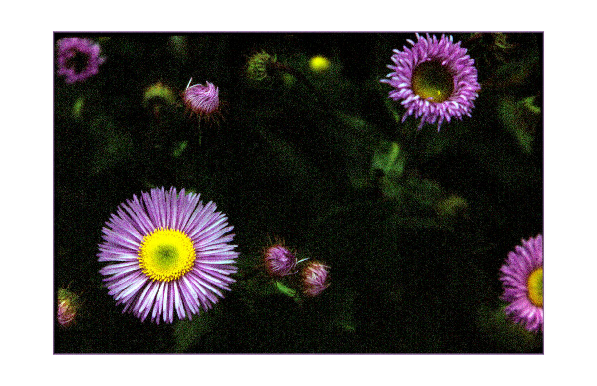 Wild Asters, Canadian Rockies.  High Cascade Studios